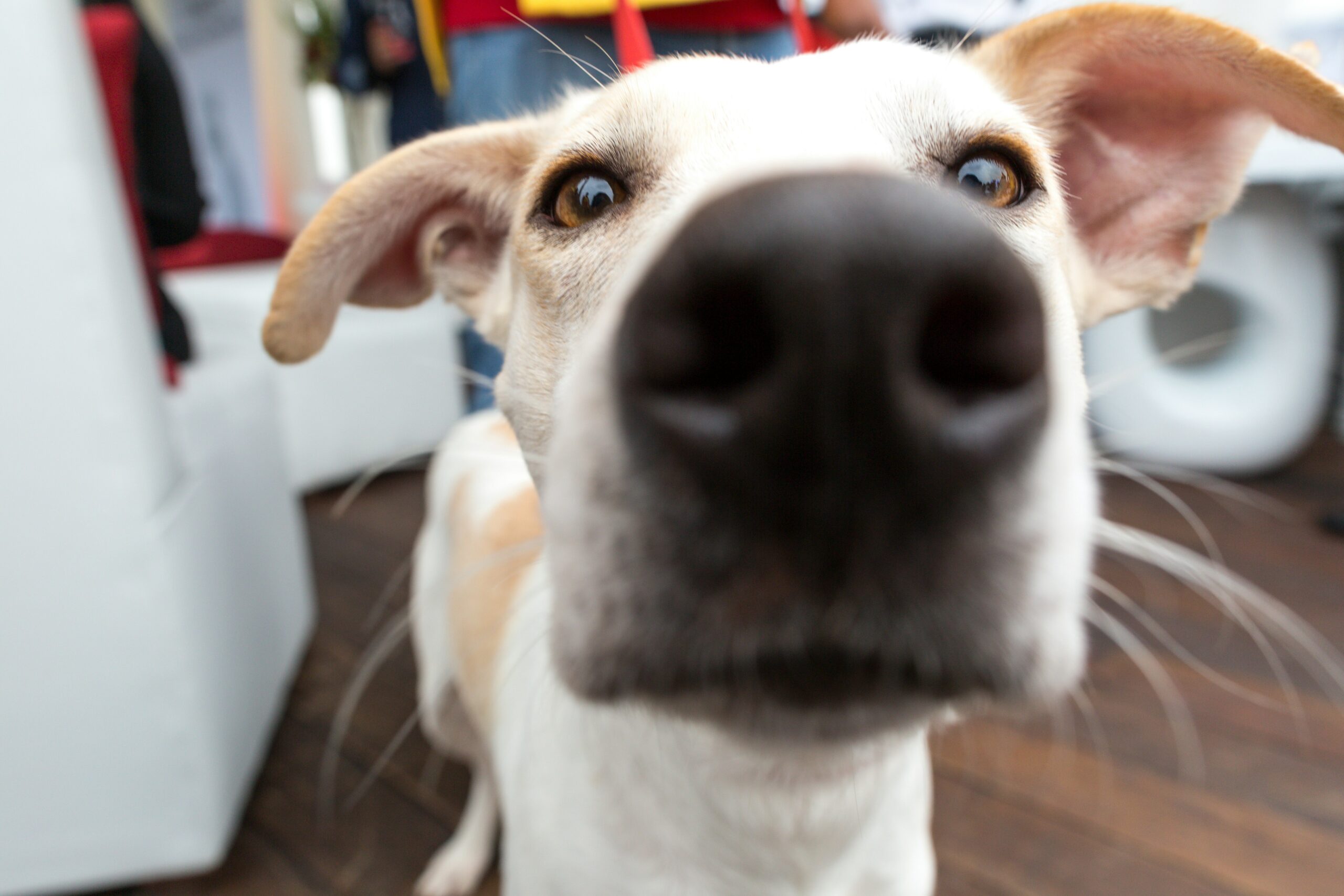 Dogs detect lung cancer from breath samples with 78% accuracy, study finds