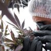 InterCure acquires American cultivator 'ISHI' as rescheduling hope lingers