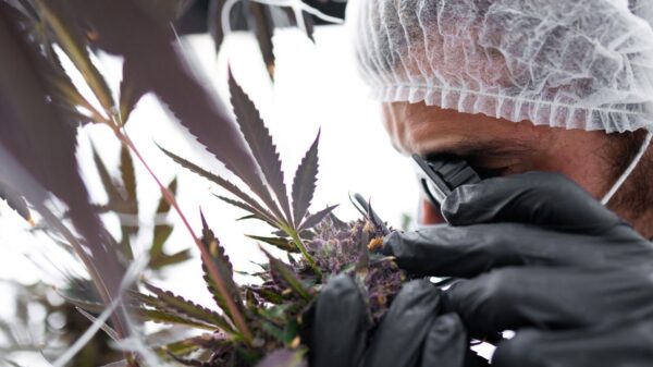 InterCure acquires American cultivator 'ISHI' as rescheduling hope lingers