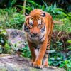 Malaysia deploys AI-integrated camera traps and drones to combat poachers