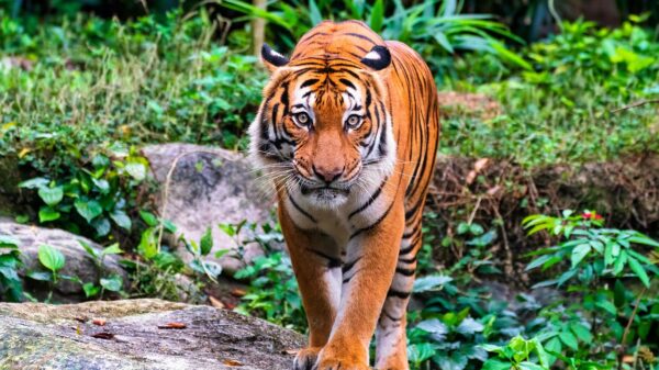 Malaysia deploys AI-integrated camera traps and drones to combat poachers