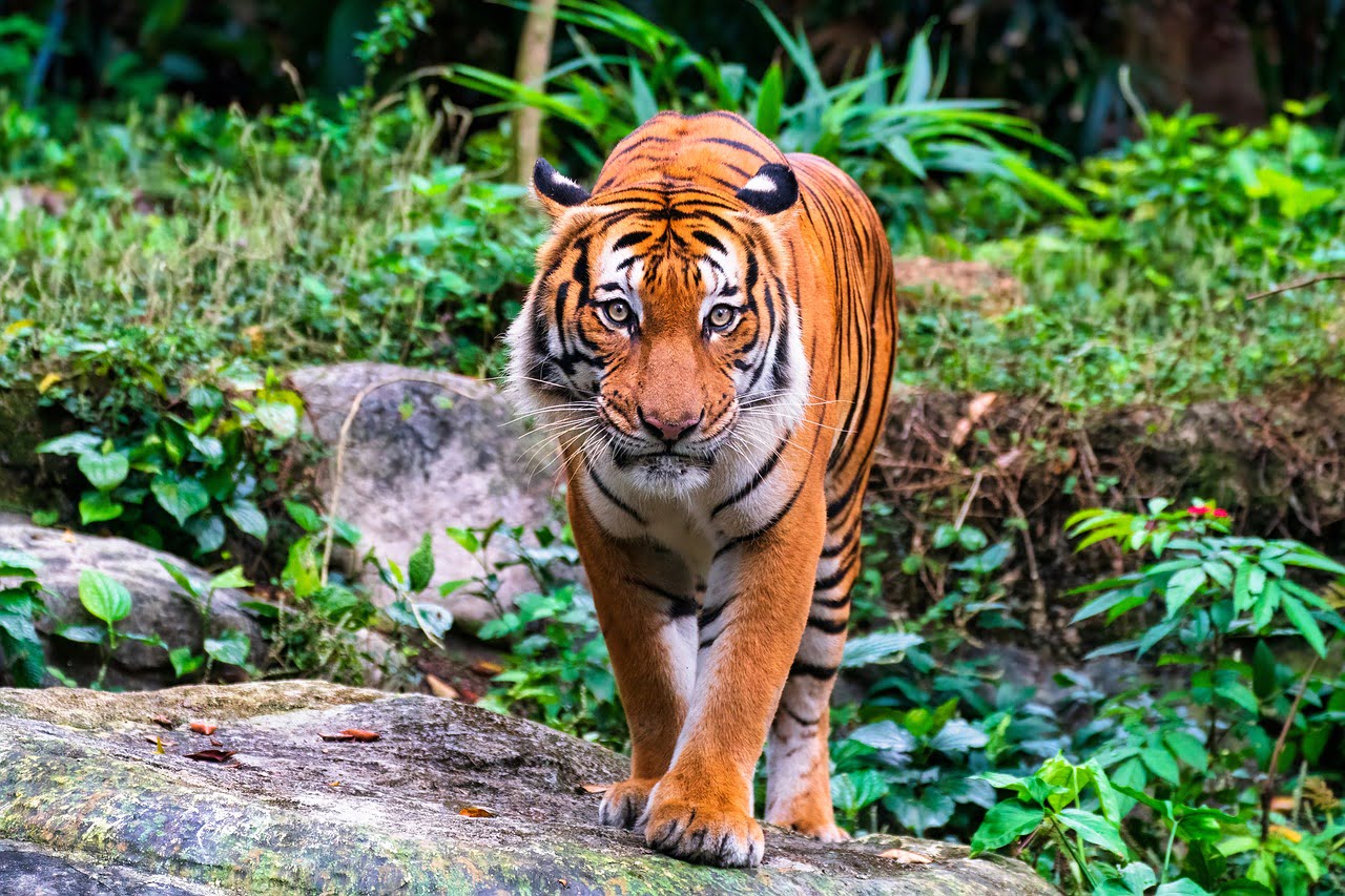 Malaysia deploys AI-integrated camera traps and drones to combat poachers