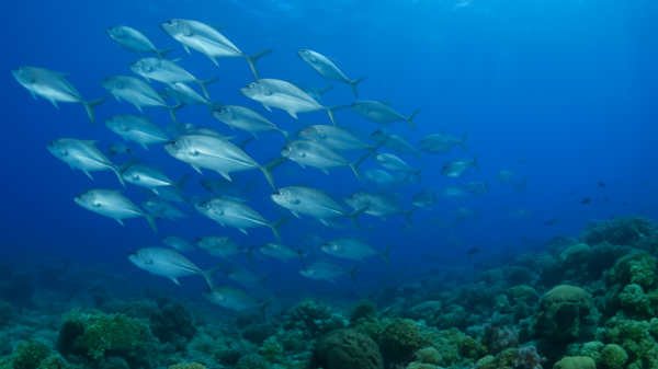 New international pact aims to safeguard marine life