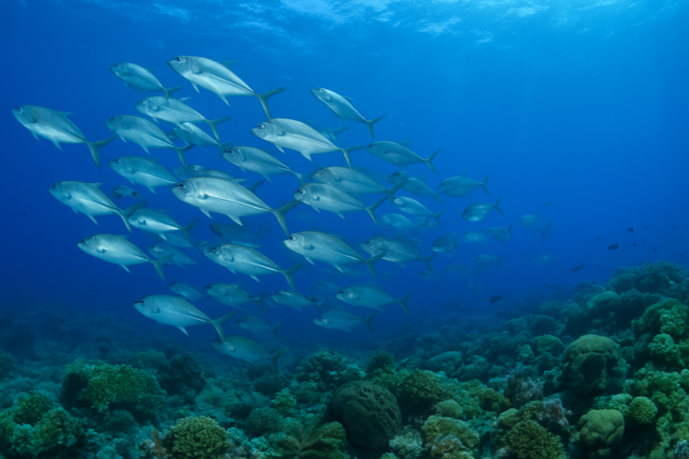 New international pact aims to safeguard marine life