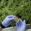 Canadian medical cannabis exports to Germany skyrocket in 2024