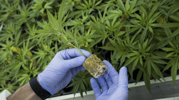 Canadian medical cannabis exports to Germany skyrocket in 2024