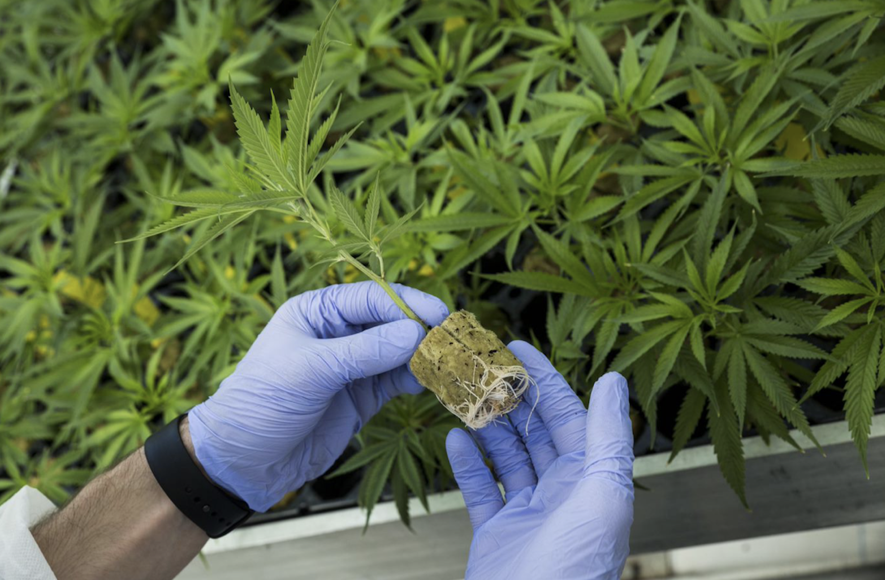 Canadian medical cannabis exports to Germany skyrocket in 2024