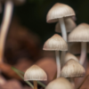 Catholic Church pays for abuse victim's magic mushroom therapy