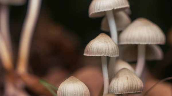 Catholic Church pays for abuse victim's magic mushroom therapy