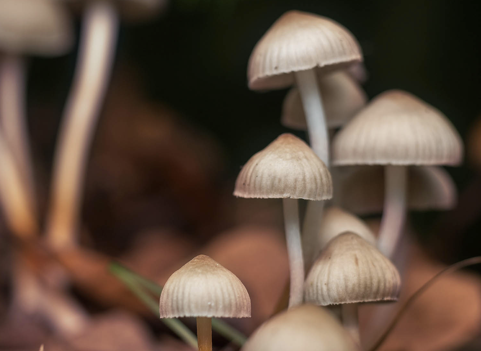 Catholic Church pays for abuse victim's magic mushroom therapy