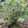 Nova Scotia man gets off easy after charges from importing psychedelic ayahuasca