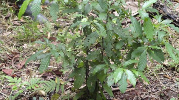 Nova Scotia man gets off easy after charges from importing psychedelic ayahuasca