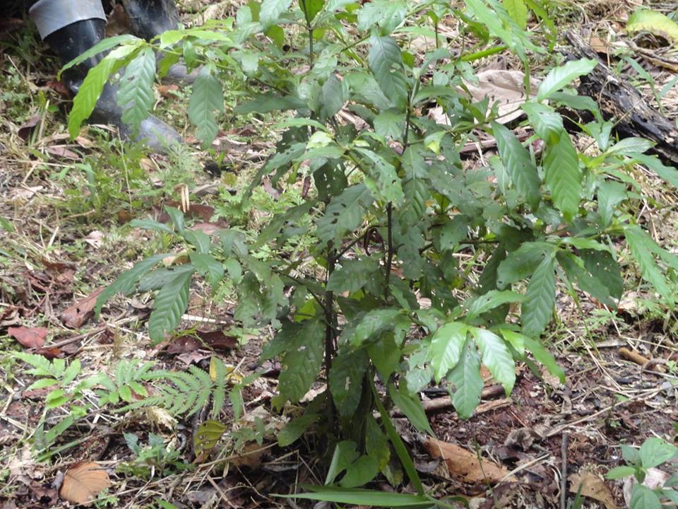 Nova Scotia man gets off easy after charges from importing psychedelic ayahuasca