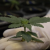 Brazilian agricultural agency gets government authorization for cannabis research