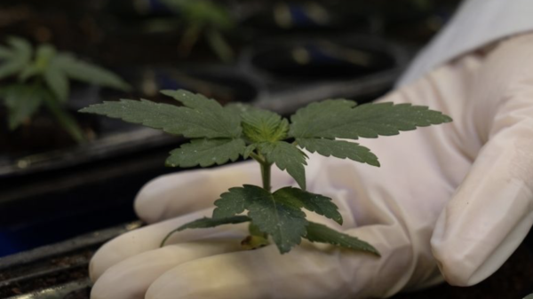 Brazilian agricultural agency gets government authorization for cannabis research