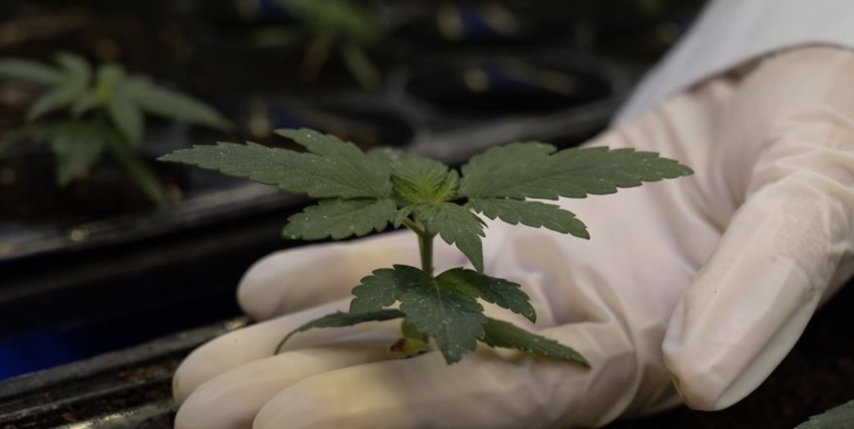 Brazilian agricultural agency gets government authorization for cannabis research