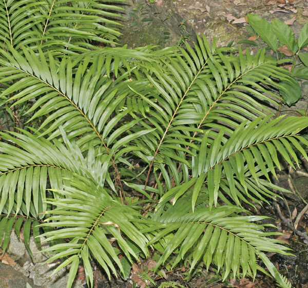 Chinese scientists achieve breakthrough by extracting rare earth elements from plant