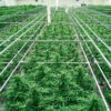 Cresco Labs enters Germany with medical flower distribution agreement