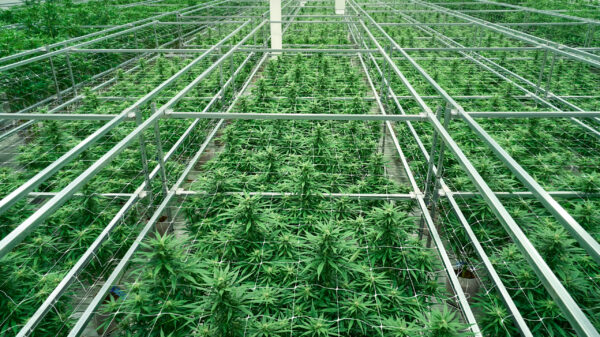 Cresco Labs enters Germany with medical flower distribution agreement