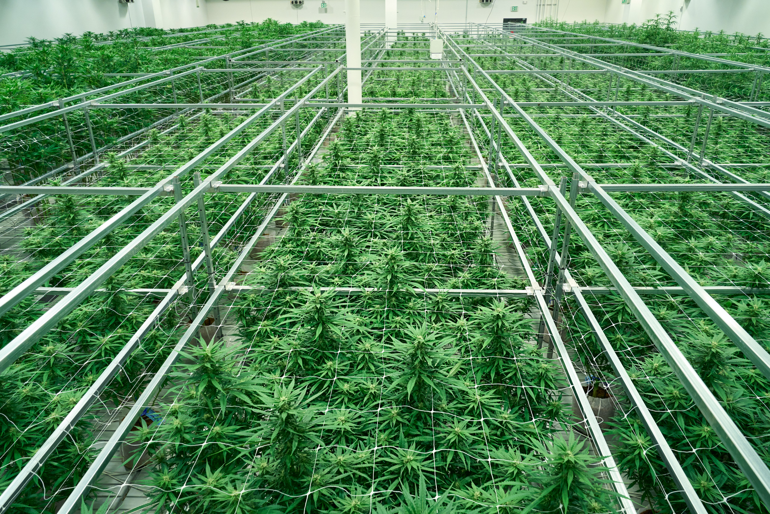 Cresco Labs enters Germany with medical flower distribution agreement