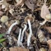Maryland task force says natural psychedelics are safe for therapeutic purposes