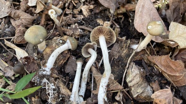 Maryland task force says natural psychedelics are safe for therapeutic purposes