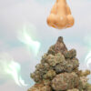 Oregon scientists designate cheesy poo as a cannabis aroma category