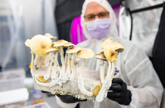 Researchers start FDA-approved study on ‘Jedi Mind Fuck’ psilocybin