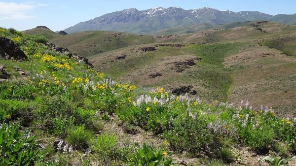 Western Exploration reports new Nevada drill results as gold markets swing sharply