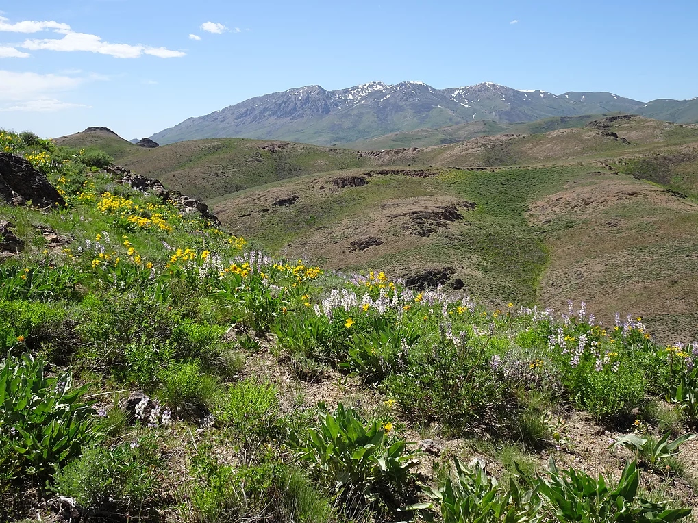 Western Exploration reports new Nevada drill results as gold markets swing sharply