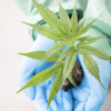 Aurora Cannabis expands Australian footprint with medical distribution deal