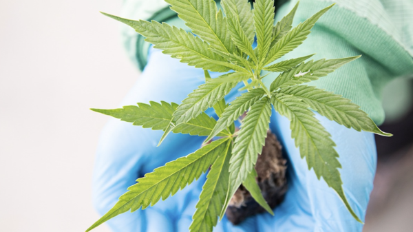 Aurora Cannabis expands Australian footprint with medical distribution deal