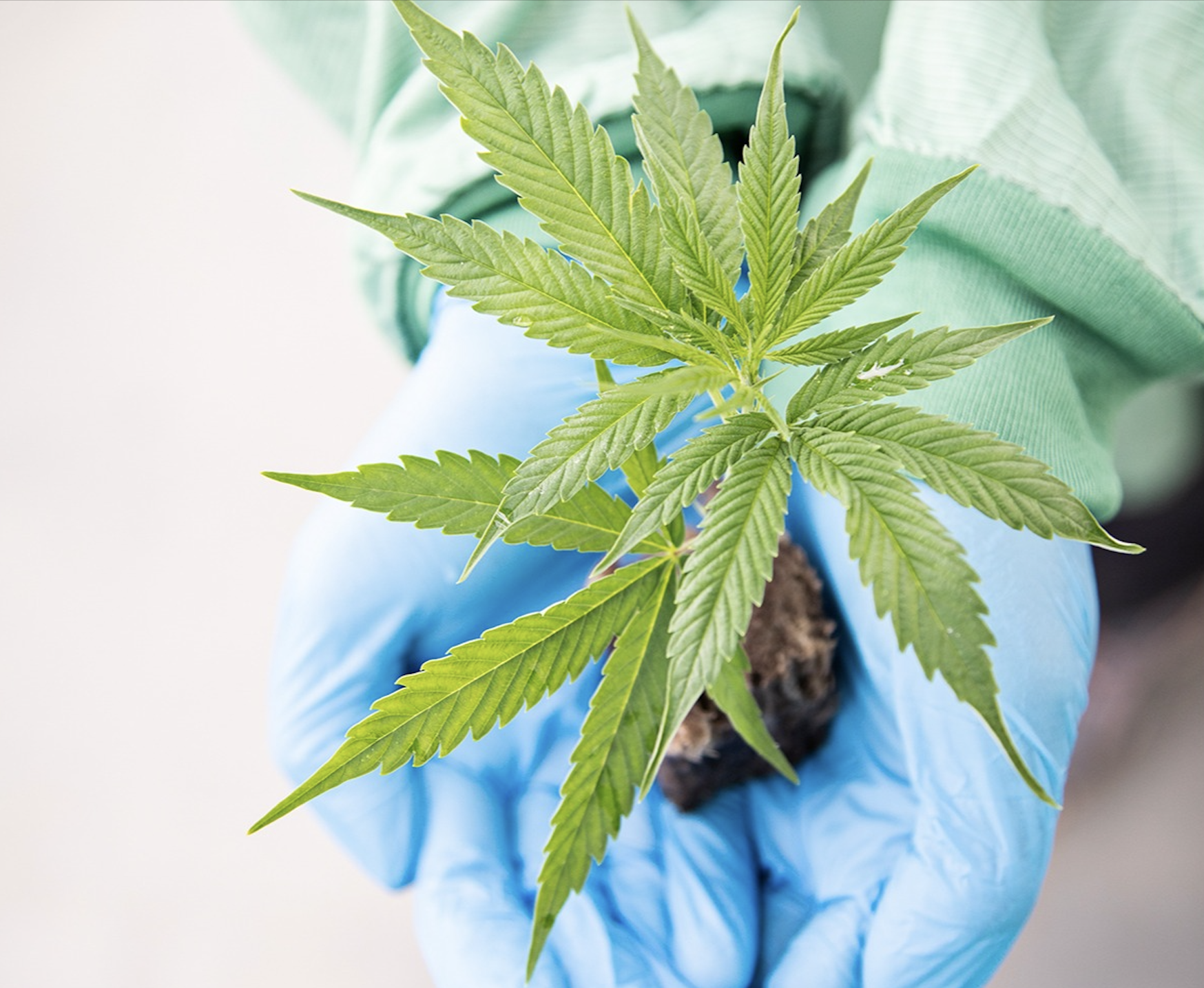 Aurora Cannabis expands Australian footprint with medical distribution deal