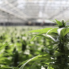Cronos surges on news of acquiring largest European recreational cannabis company