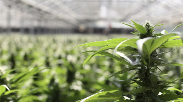 Cronos surges on news of acquiring largest European recreational cannabis company