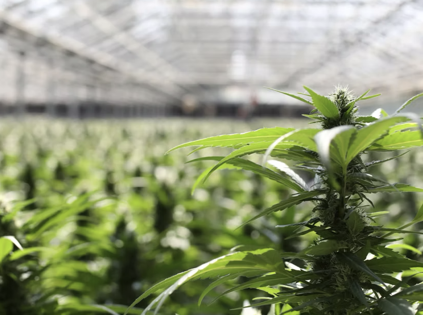Cronos surges on news of acquiring largest European recreational cannabis company