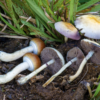 New Mexico regulators announce plans to launch medical psilocybin program 1 year early