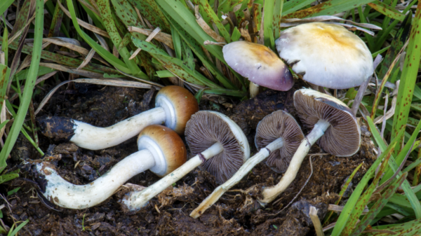 New Mexico regulators announce plans to launch medical psilocybin program 1 year early