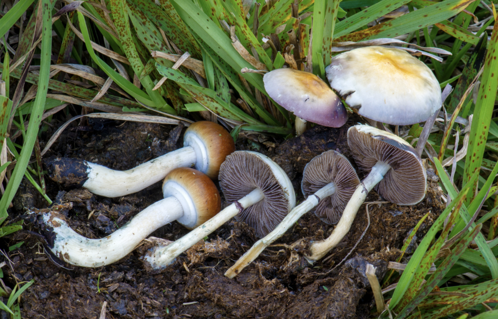 New Mexico regulators announce plans to launch medical psilocybin program 1 year early