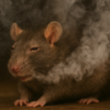 Stressed out rats choose to inhale cannabis more than relaxed rodents, study finds
