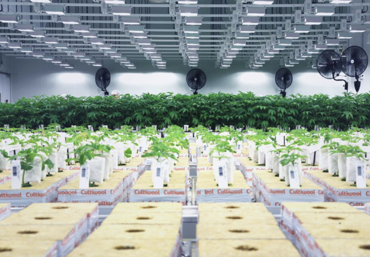 Cannara Biotech attains conditional approval for TSX uplisting