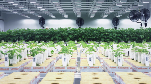 Canarra Biotech attains conditional approval for TSX uplisting