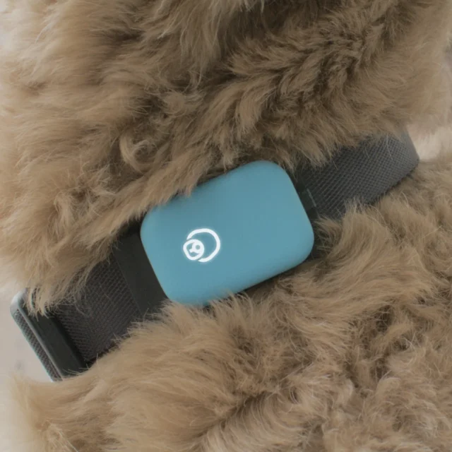 Doggy sleep tech: Queva shows off its nifty pooch collar gadget at CES 2026