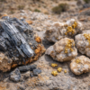 NevGold's latest discovery represents near-term antimony production potential