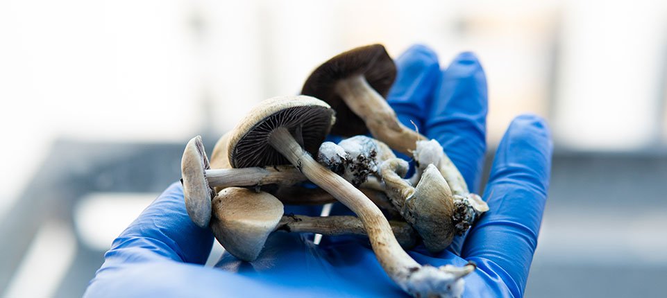 New Jersey hops on the medical psilocybin legalization train