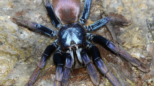 'Psychedelic' tarantula added to Flora & Fauna's endangered species list