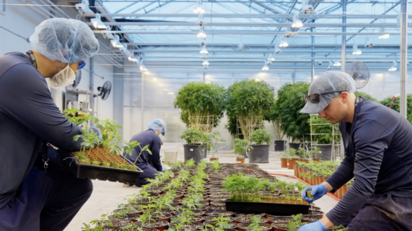 Canadian petition aims to make minimum cannabis consumption age 25, ban edibles