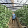 Recreational cannabis in Hawaii could be big business, government report finds