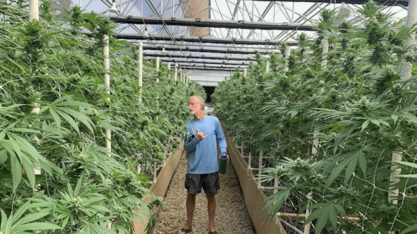 Recreational cannabis in Hawaii could be big business, government report finds