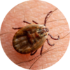 60 Degrees Pharma flies after curing tick disease in small-scale study
